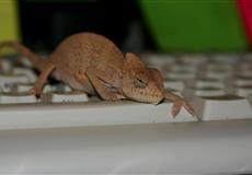 Chameleonek roste...: ....jsem malá modelka - pózy mi jdou :)