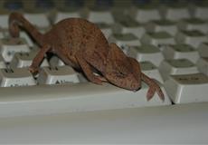 Chameleonek roste...: ....jsem malá modelka - pózy mi jdou :)