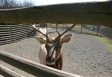 ZOO s Kačenkou, Ninuškou a Nelinkou - březen 2014