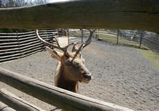 ZOO s Kačenkou, Ninuškou a Nelinkou - březen 2014