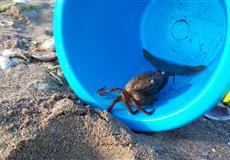 Dovča Lido di Jesolo - Cavallino 2018